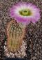 Echinocereus reichenbachii