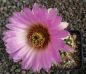 Echinocereus reichenbachii baileyi