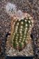 Echinocereus reichenbachii baileyi