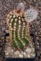 Echinocereus reichenbachii baileyi