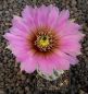 Echinocereus reichenbachii baileyi