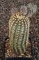 Echinocereus reichenbachii baileyi