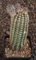 Echinocereus reichenbachii baileyi