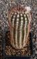 Echinocereus reichenbachii baileyi