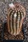 Echinocereus reichenbachii baileyi