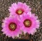 Echinocereus reichenbachii baileyi