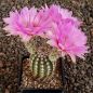 Echinocereus reichenbachii baileyi