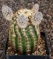 Echinocereus reichenbachii baileyi