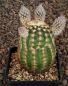 Echinocereus reichenbachii baileyi