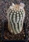 Echinocereus reichenbachii baileyi