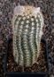 Echinocereus reichenbachii baileyi