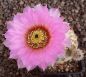 Echinocereus reichenbachii baileyi