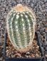 Echinocereus reichenbachii baileyi