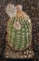 Echinocereus reichenbachii baileyi