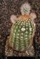 Echinocereus reichenbachii baileyi