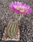 Echinocereus reichenbachii perbellus HK1334