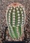 Echinocereus reichenbachii perbellus pueblo