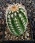 Echinocereus reichenbachii perbellus pueblo