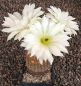 Echinocereus rigidissimus albiflorus