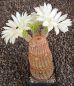 Echinocereus rigidissimus albiflorus