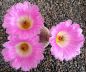 Echinocereus rigidissimus rubispinus