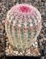 Echinocereus rigidissimus rubispinus