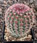 Echinocereus rigidissimus rubispinus