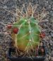 Echinocereus triglochidiatus gonacanthus MAO247