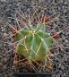 Echinocereus triglochidiatus gonacanthus MAO247