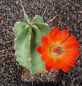 Echinocereus triglochidiatus Manzano