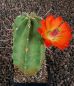 Echinocereus triglochidiatus Manzano
