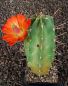 Echinocereus triglochidiatus Manzano