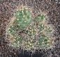 Echinocereus triglochidiatus mojavensis Big Bear MAO168