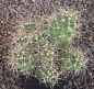 Echinocereus triglochidiatus mojavensis Big Bear MAO168