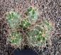 Echinocereus triglochidiatus mojavensis Big Bear