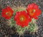 Echinocereus triglochidiatus mojavensis Moab MAO112