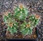 Echinocereus triglochidiatus salida MAO425