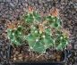 Echinocereus triglochidiatus salida MAO425
