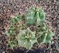 Echinocereus triglochidiatus salida MAO425