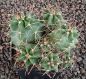 Echinocereus triglochidiatus salida MAO425