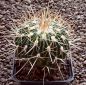 Echinofossulocactus