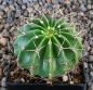 Echinopsis Hybr. Nr. 078