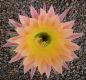 Echinopsis Hybr. Nr. 078