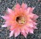 Echinopsis Hybr. Nr. 150