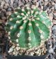 Echinopsis Hybr. Nr. 150