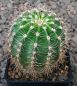 Echinopsis Hybr. Nr. 186