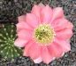 Echinopsis Hybr. Nr. 080