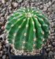 Echinopsis Hybr. Nr. 080