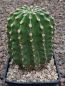 Echinopsis Hybr. Nr. 080