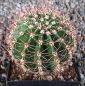 Echinopsis Hybr. El Capitan TS50